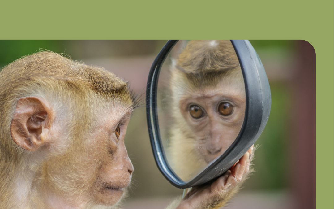 Monkey looking in mirror